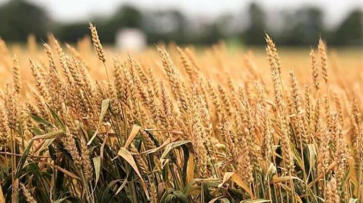 Лидер в сельском хозяйстве: аграрные достижения Краснодарского края в 2023 году